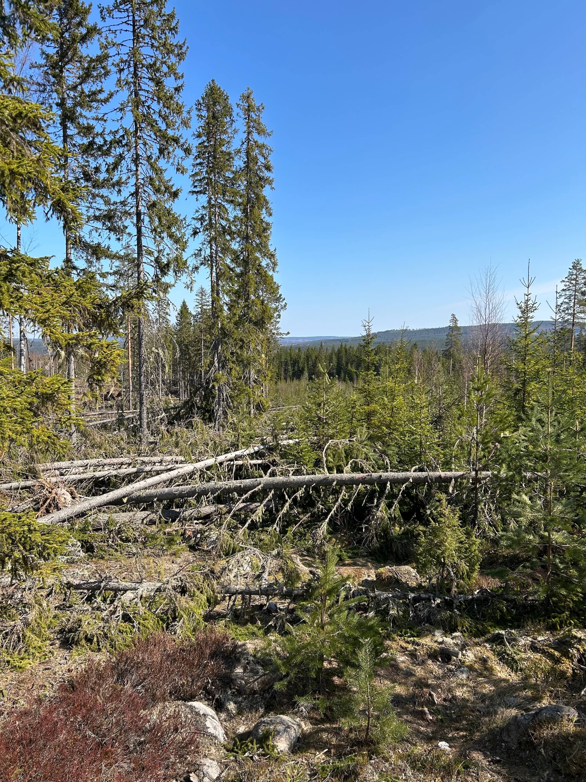 Nedfallna träd i skogen