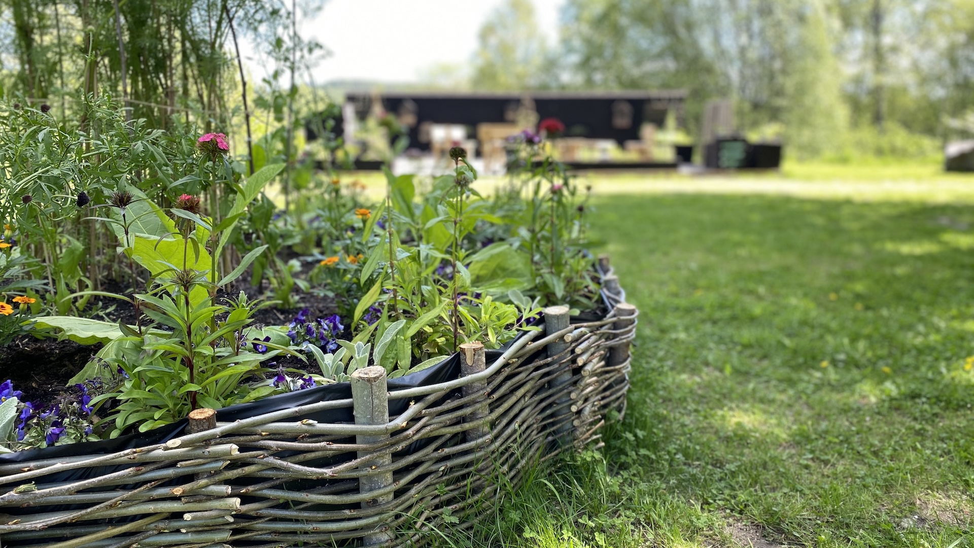 Grön gräsmatta och rabatt med hus i bakgrunden