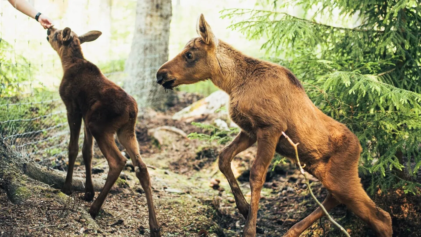 Två älgar i skogen
