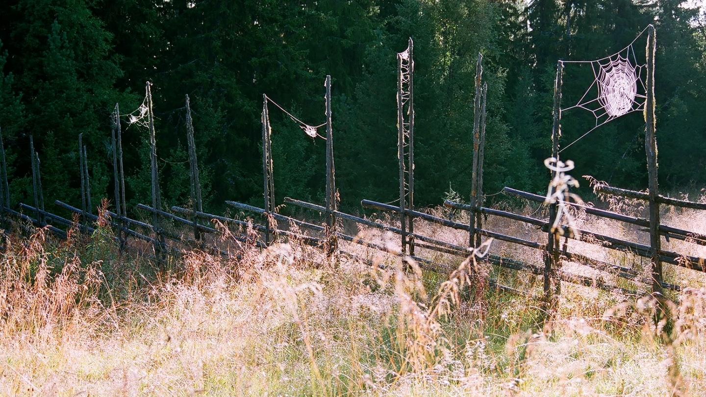 A meadow in Hälsingland