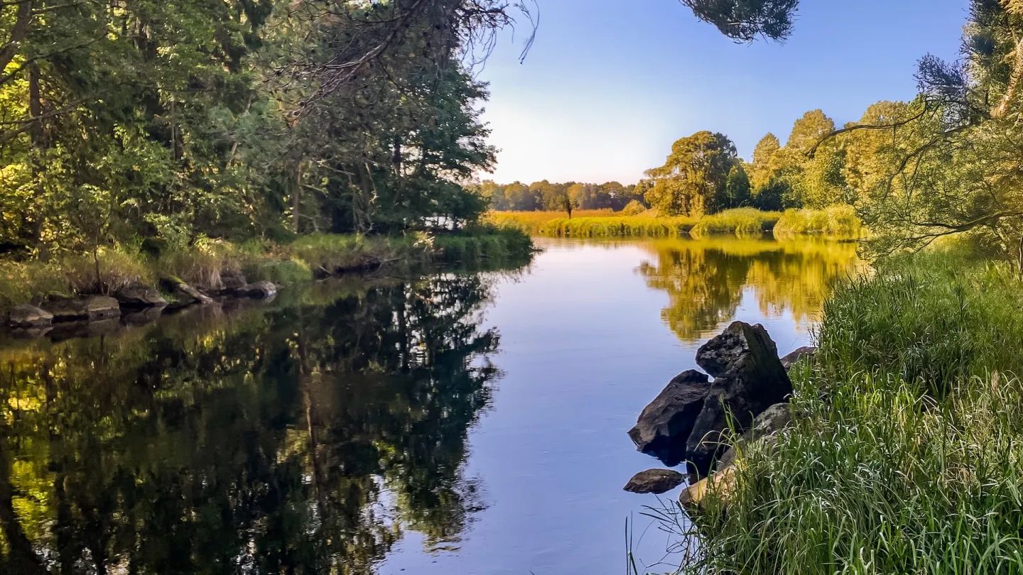 Stilla vattendrag i skogen