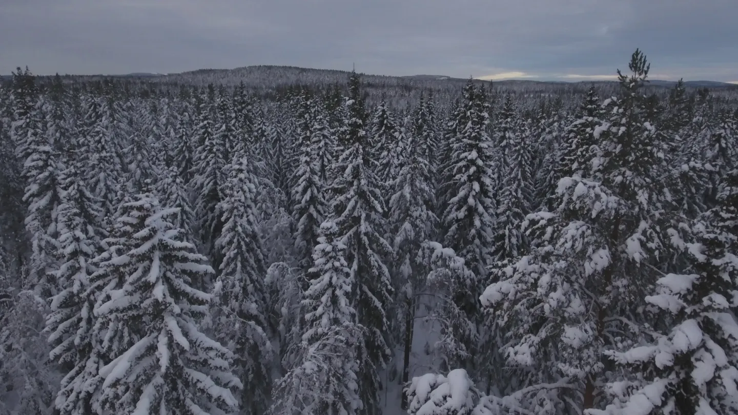 Snowy treetops. Photo: Patrik Jonsson.