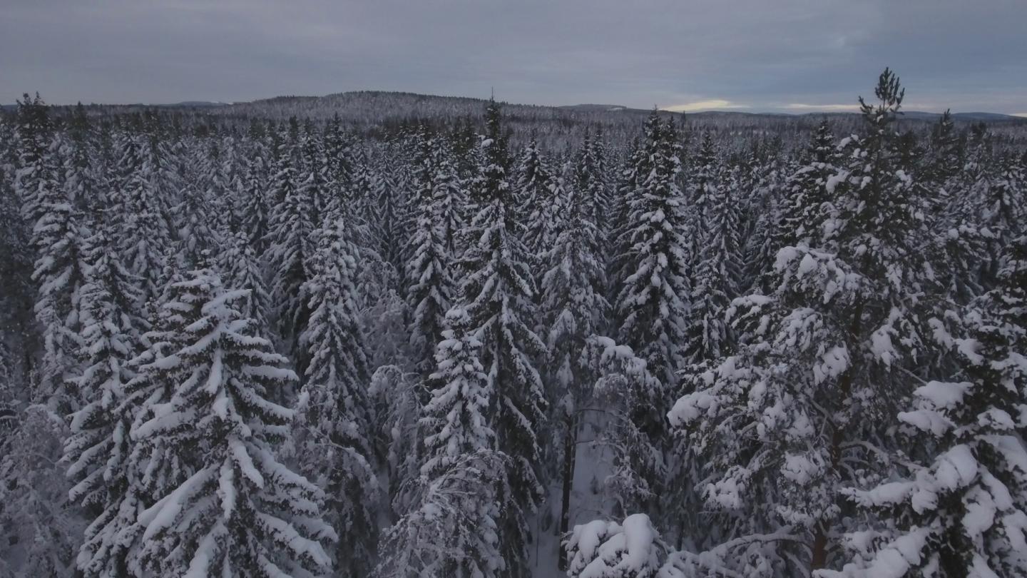 Snowy treetops. Photo: Patrik Jonsson.