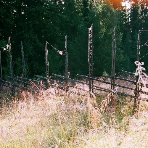 A meadow in Hälsingland