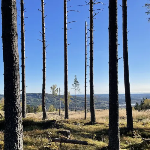 Utsikt mellan träden över dalen, en del av Gästriketriangen
