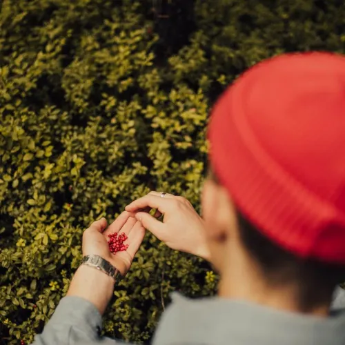 Kille i skogen som plockar lingon