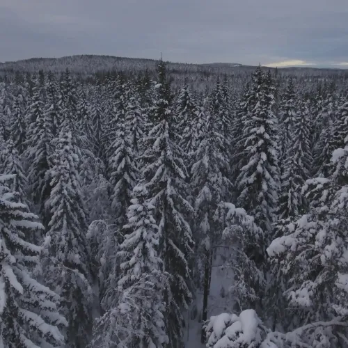Snowy treetops. Photo: Patrik Jonsson.