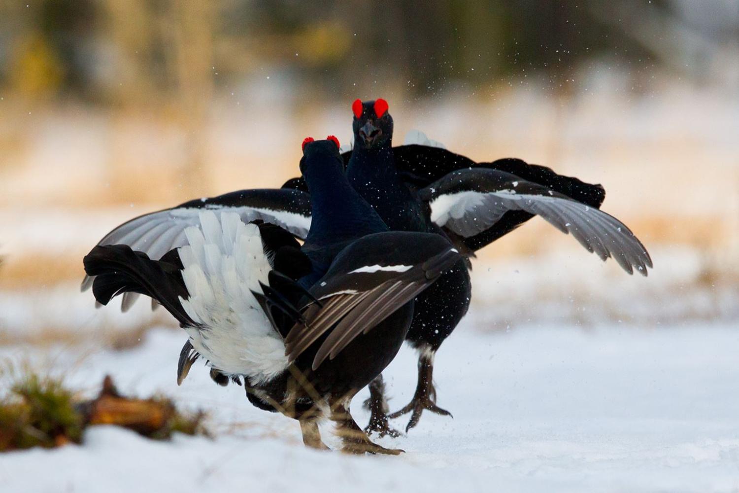 Black grouse lek from a hide