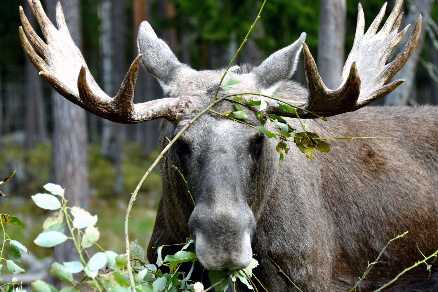 Moose park in Ockelbo