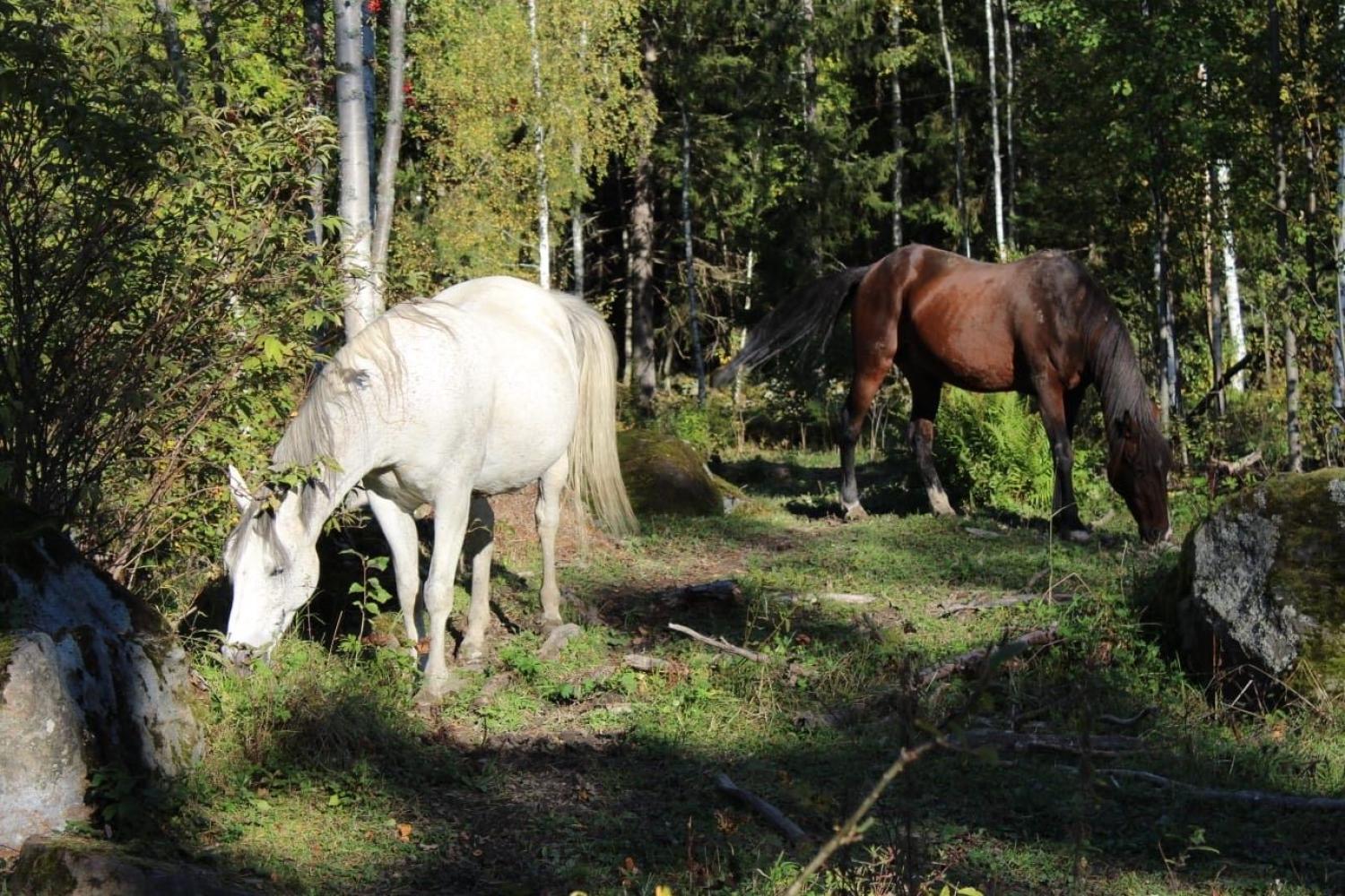Rådgivning för etisk hästhållning - Free horses consulting