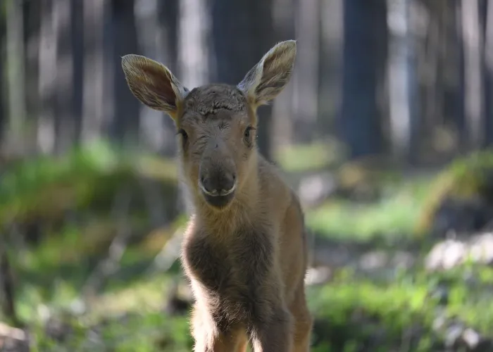 Älgkalv i skogen