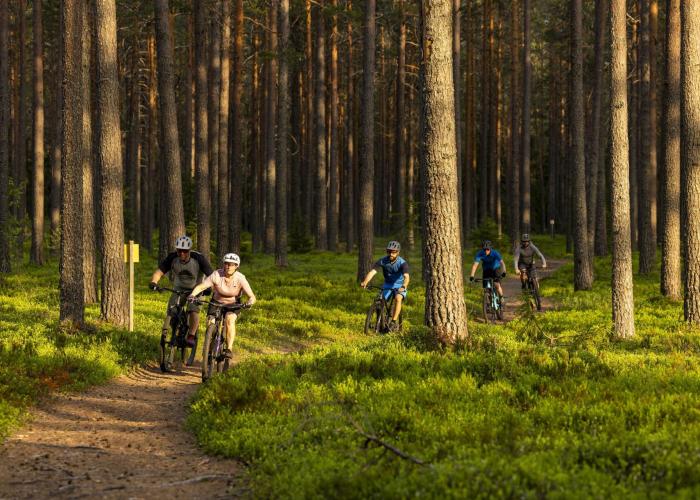 Fyra cyklister på en stig i skogen