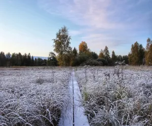 Spångbräda med morgonfrost
