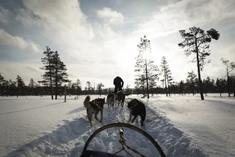 hundspann på vintern