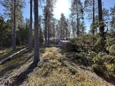 Nedfallna träd i skogen vid stuga