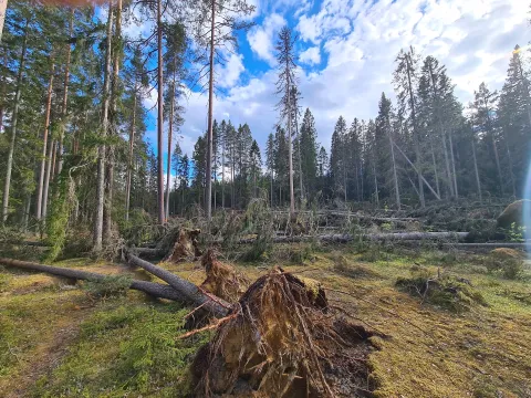 Nedfallna träd