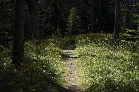 Forest path on Limön Island, Gävle.