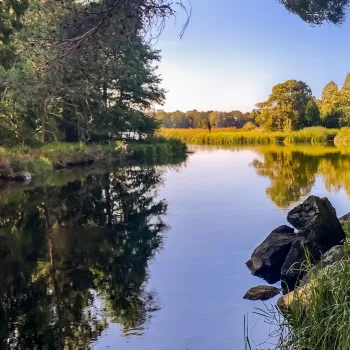 Lugnt vattendrag genom skogen