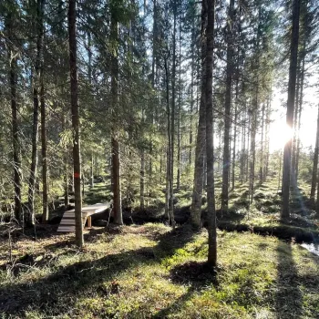Utsikt mellan träden i motljus