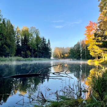 Älv genom en skog en fin höstdag