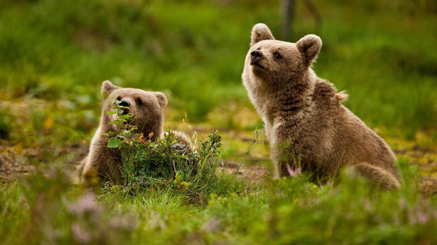 Bear cubs. Fhoto Vargas Wildlife Lodge.