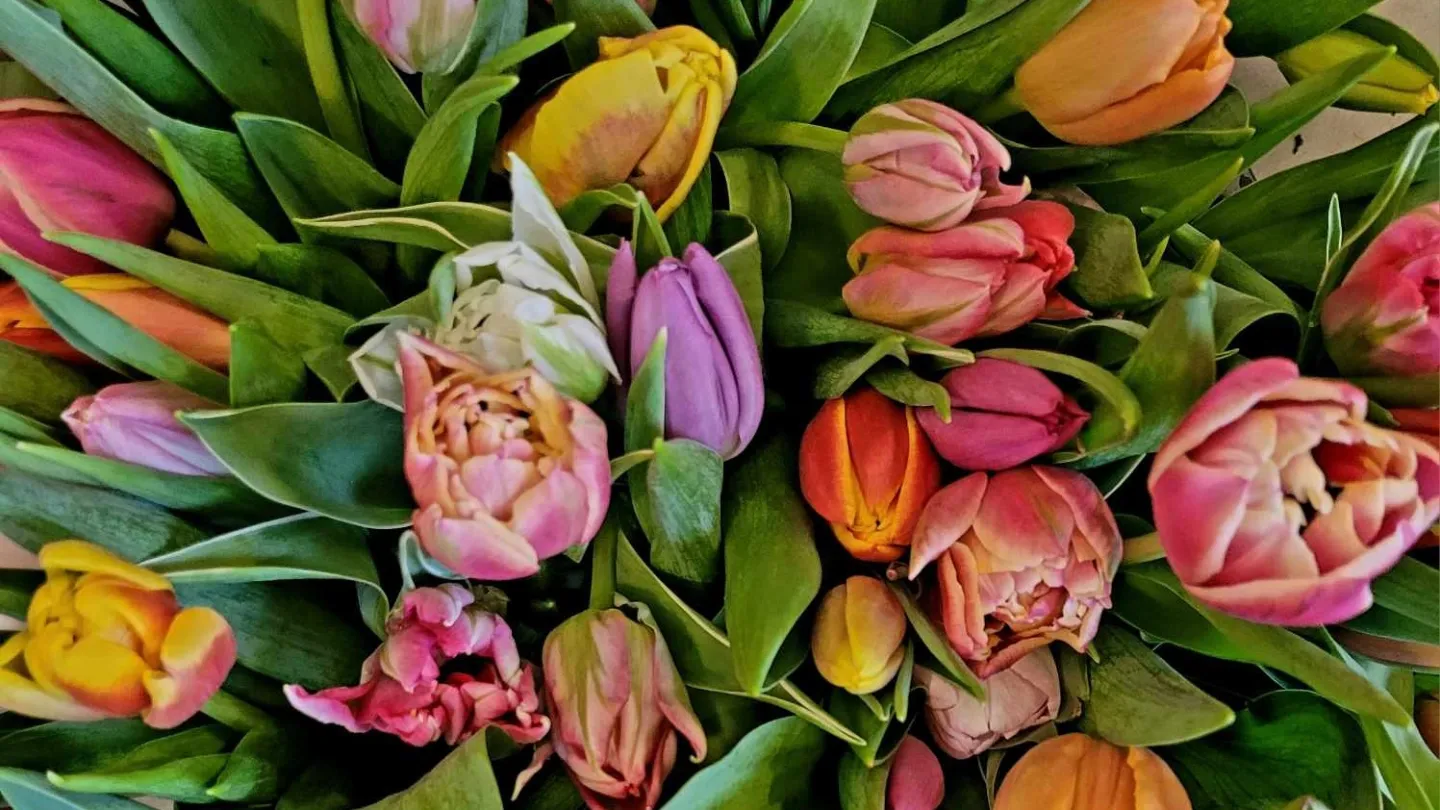 Bukett med tulpaner