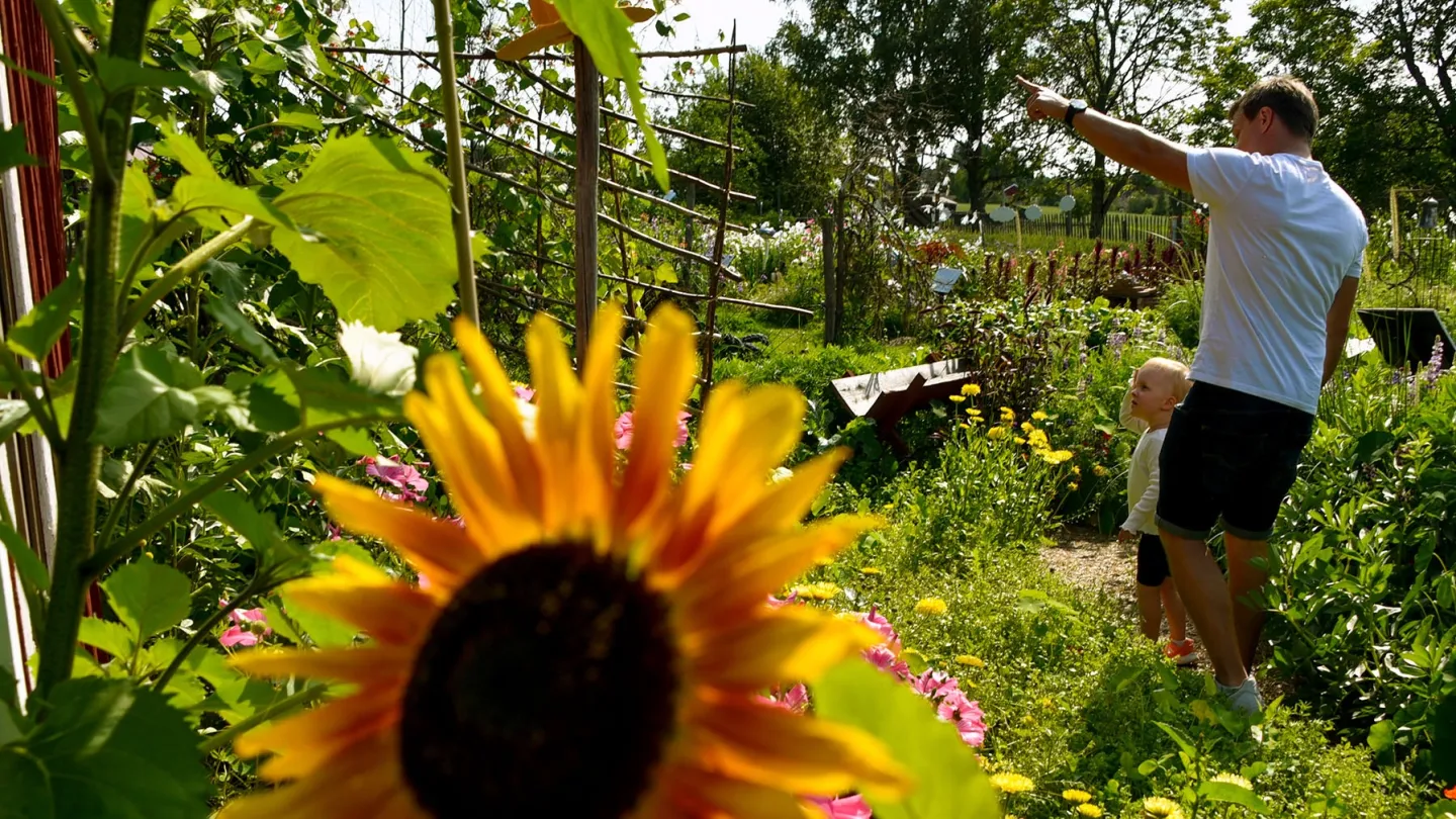 Närbild på solros med en vuxen person och ett barn i bakgrunden