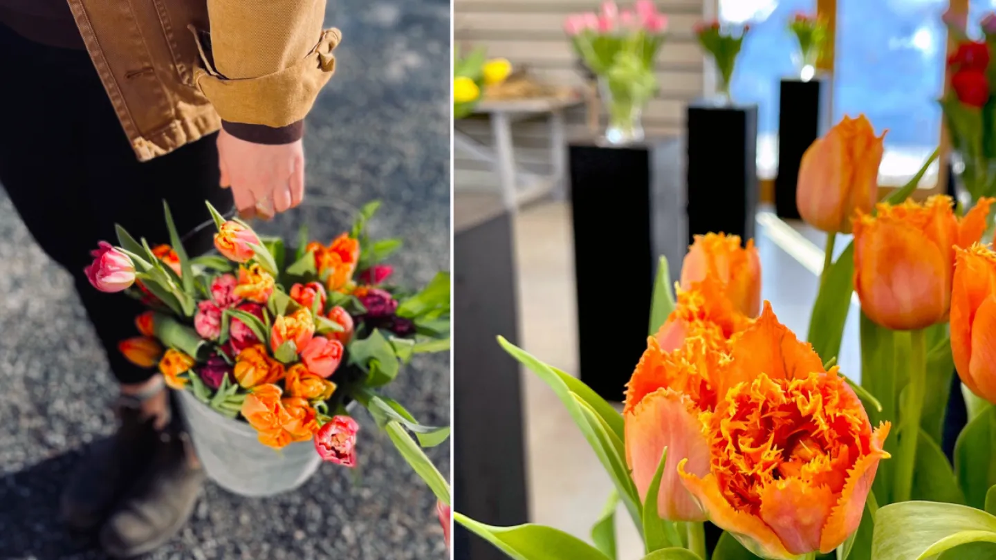 Bildkollage. En bild med oranga tulpaner i en hink och bild två med tulpaner i förgrunden